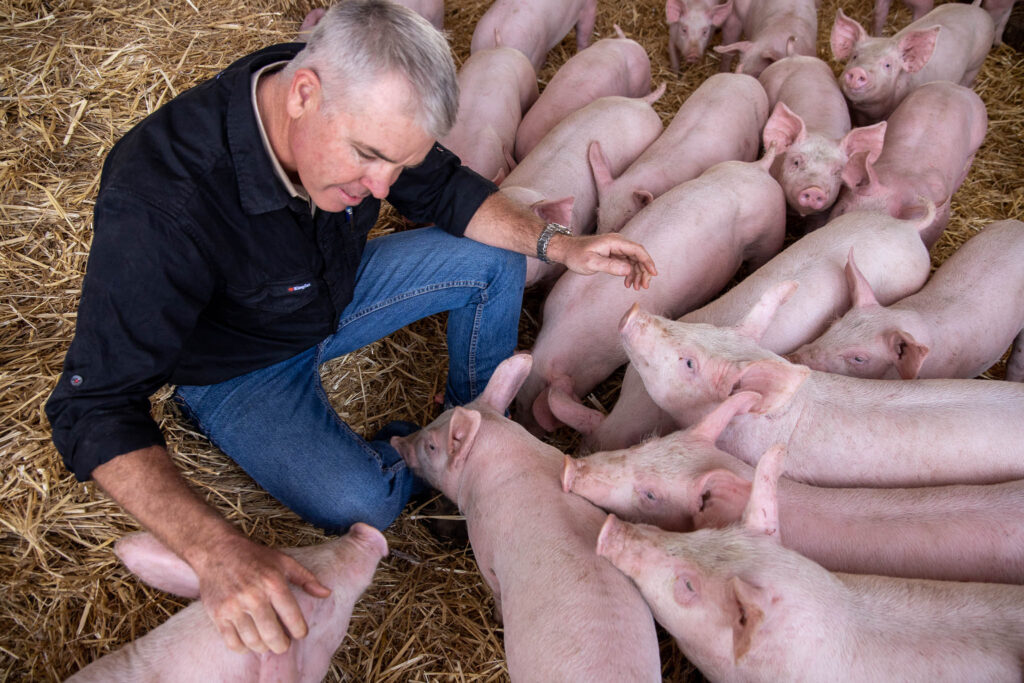 pork, piglet, farm, piggery, animal