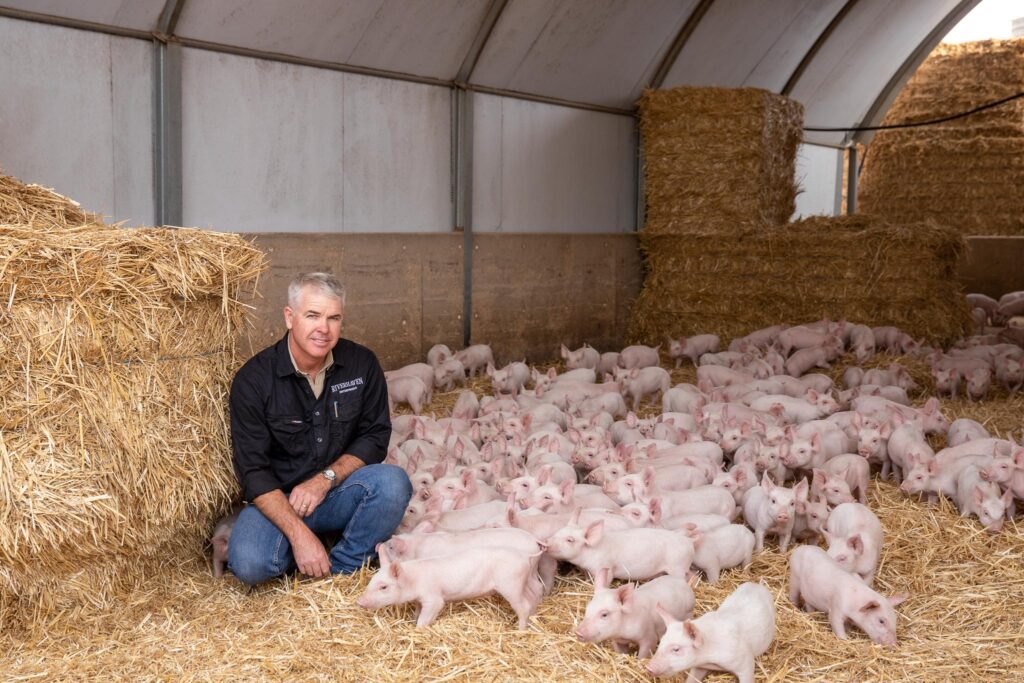 pork, piglet, farm, piggery, animal