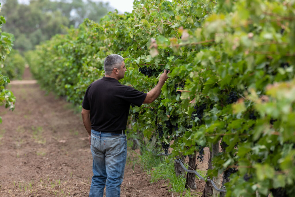 grapes, grapevine, on-location, Renmark, Mallee Estate Wines, vintage