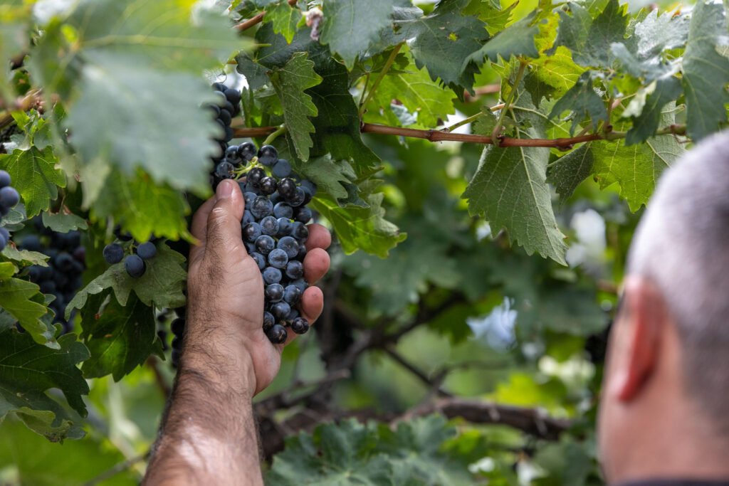 grapes, grapevine, on-location, Renmark, Mallee Estate Wines, vintage