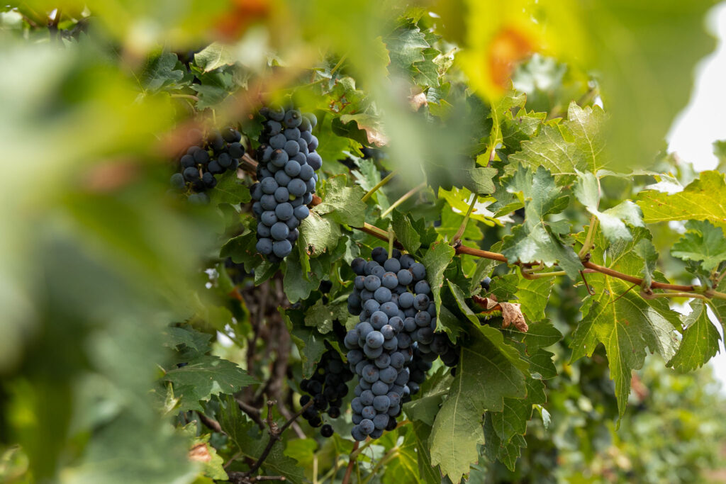 grapes, grapevine, on-location, Renmark, Mallee Estate Wines, vintage