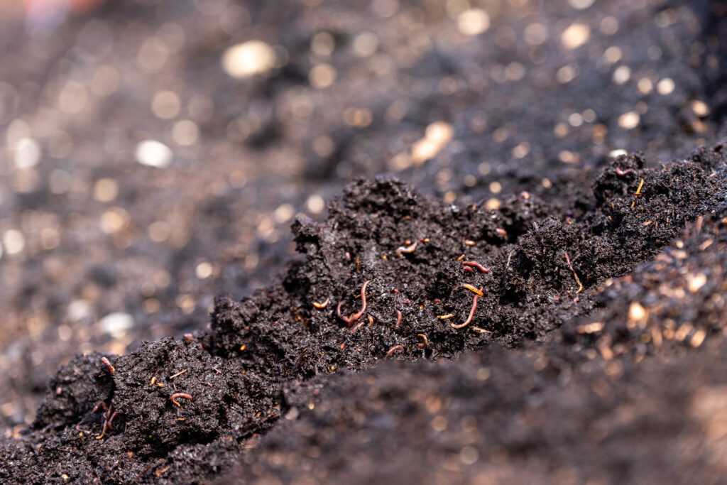 compost farm, South Australia, nutrients, worms, soil, fertiliser, stinky, brown, plants, dirt